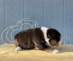 Small Photo #5 Australian Shepherd Puppy For Sale in ACTON, CA, USA