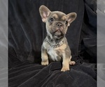 Small #1 French Bulldog