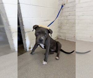 Mutt Dogs for adoption in San Bernardino, CA, USA
