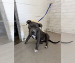 Small Mutt