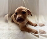 Small #6 Mutt