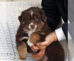 Small #2 Miniature Australian Shepherd