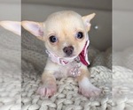 Small #4 Chihuahua