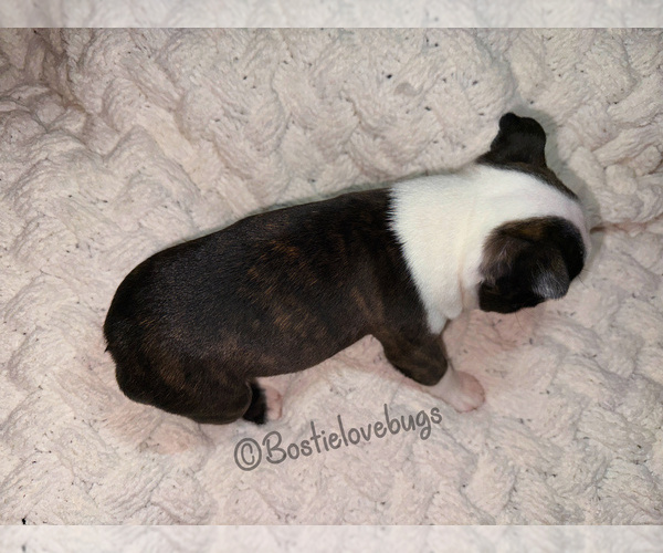 Medium Photo #4 Boston Terrier Puppy For Sale in ODENVILLE, AL, USA