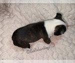 AKC Hemlock - Male Boston Terrier Puppy for Sale - Photo #4