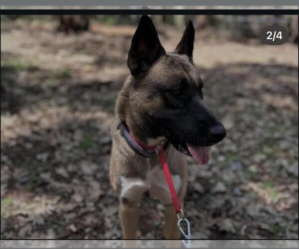 Medium Photo #2 German Shepherd Dog-Unknown Mix Puppy For Sale in Hayward, CA, USA