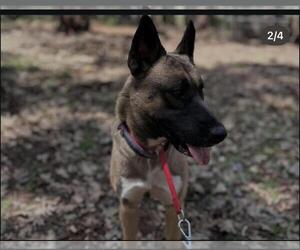 Ollie - Female German Shepherd Dog-Unknown Mix Dog for Adoption - Photo #2
