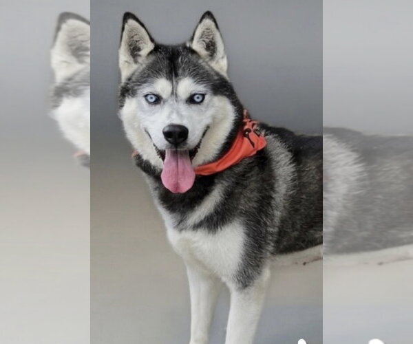 Medium Photo #4 Siberian Husky Puppy For Sale in Cumming, GA, USA