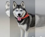Small #3 Siberian Husky