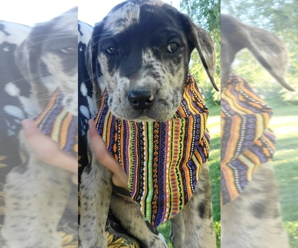Medium Photo #3 Daniff-Neapolitan Mastiff Mix Puppy For Sale in MONTEVIEW, ID, USA