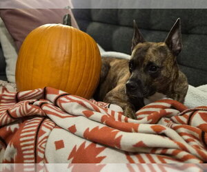 Sissy - ADOPTION PENDING!! - Female Mutt Dog for Adoption - Photo #7