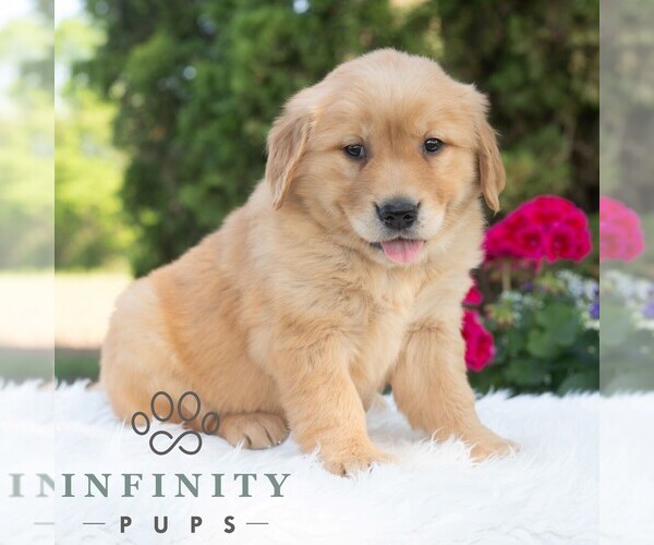 Medium Photo #4 Golden Retriever Puppy For Sale in NEWPORT, PA, USA
