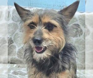 Mutt Dogs for adoption in Lake Forest, CA, USA