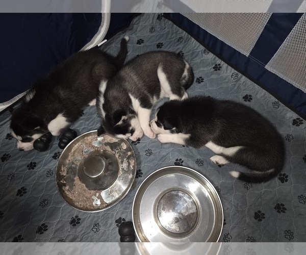 Medium Photo #48 Siberian Husky Puppy For Sale in ALTON, IL, USA