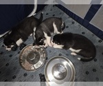 Small Photo #48 Siberian Husky Puppy For Sale in ALTON, IL, USA