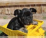 Small Photo #1 French Bulldog Puppy For Sale in CANON CITY, CO, USA