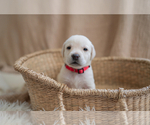 Small Photo #1 Labrador Retriever Puppy For Sale in BRADENTON, FL, USA