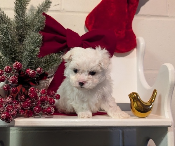 Medium Photo #13 Maltese Puppy For Sale in GOSHEN, IN, USA