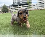 Puppy Achilles Bernedoodle