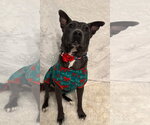 Small #5 American Pit Bull Terrier-Labrador Retriever Mix