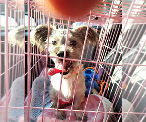Schweenie Dogs for adoption in Evansville, IN, USA