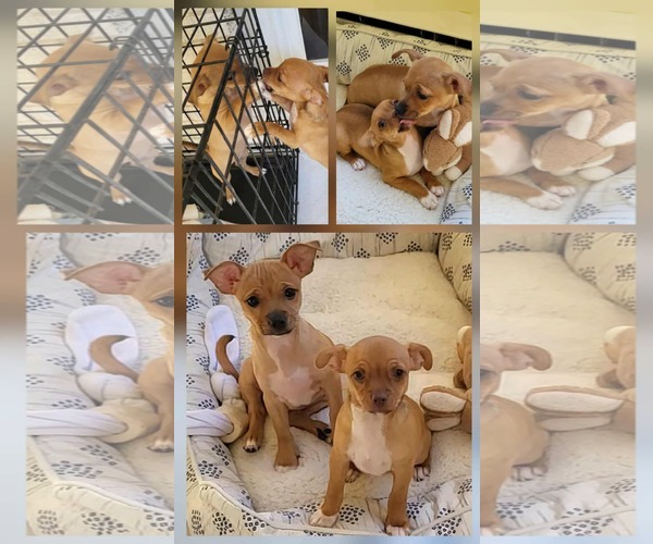 Medium Photo #2 Chihuahua-Unknown Mix Puppy For Sale in New Castle, DE, USA