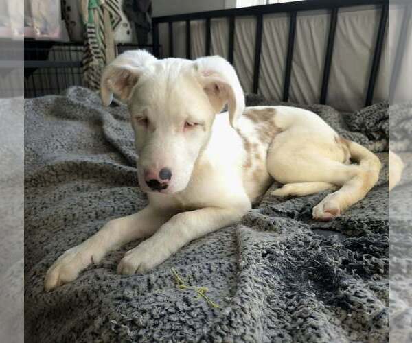 Medium Photo #7 Australian Shepherd-German Shepherd Dog Mix Puppy For Sale in Raleigh, NC, USA