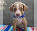 Small #3 Golden Retriever-Pembroke Welsh Corgi Mix