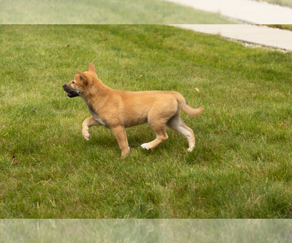 Medium Photo #2 Shiba Inu Puppy For Sale in MILLERSBURG, IN, USA
