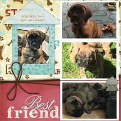 Boerboel Puppy for sale in VANCOUVER, WA, USA