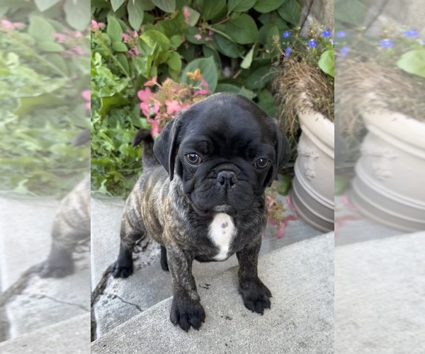 Medium Photo #4 Buggs Puppy For Sale in HILLMAN, MN, USA