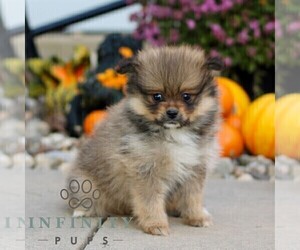 Pomeranian Puppy for sale in MANHEIM, PA, USA