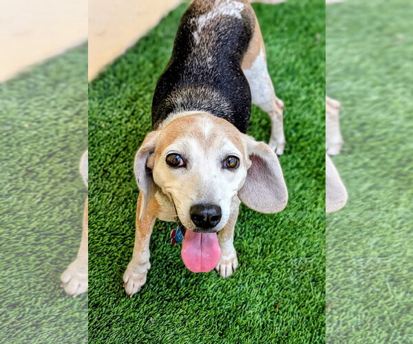 Medium Photo #3 Beagle Puppy For Sale in Tampa, FL, USA