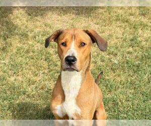 Great Dane-Unknown Mix Dogs for adoption in Tulsa, OK, USA