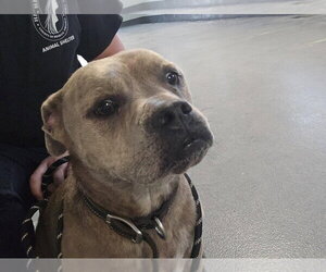 Mutt Dogs for adoption in Glen Allen, VA, USA