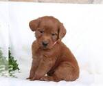 Small Photo #4 Labradoodle Puppy For Sale in NEW ENTERPRISE, PA, USA