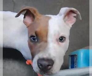 Mutt Dogs for adoption in Tulsa, OK, USA