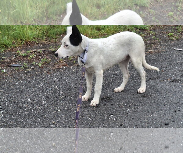 Medium Photo #33 Shollie Puppy For Sale in Sebec, ME, USA
