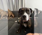 Small #4 American Pit Bull Terrier Mix