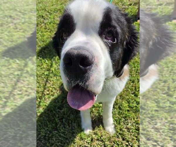 Medium Photo #2 Saint Bernard Puppy For Sale in St. Augustine, FL, USA