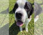 Small #1 Saint Bernard