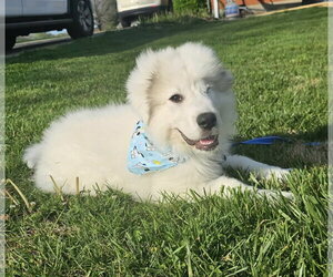 Great Pyrenees Dogs for adoption in Croydon, NH, USA