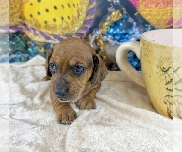Medium Photo #31 Dachshund Puppy For Sale in CASSVILLE, MO, USA