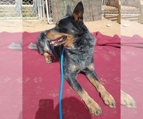Medium Photo #4 Texas Heeler Puppy For Sale in Apple Valley, CA, USA