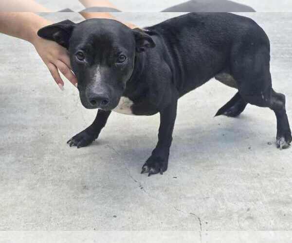 Medium Photo #8 American Pit Bull Terrier-Unknown Mix Puppy For Sale in New York, NY, USA