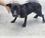 Small #7 American Pit Bull Terrier Mix