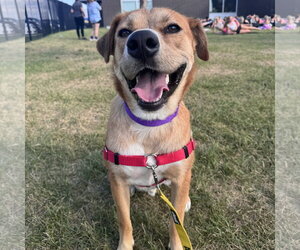 Ernie - Male Mutt Dog for Adoption - Photo #2