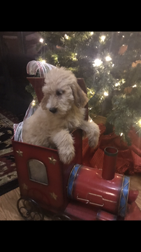 Medium Photo #3 Poodle (Standard)-Spinone Italiano Mix Puppy For Sale in CLEVELAND, OH, USA