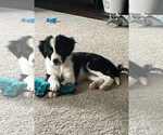 Small #1 Border Collie Mix