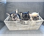 Small Photo #78 French Bulldog Puppy For Sale in CHARLOTTE, NC, USA